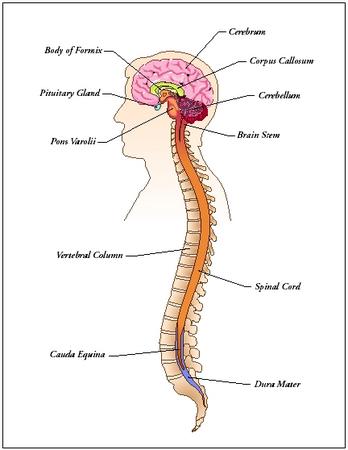 circulatory system diagram for kids. simple circulatory system
