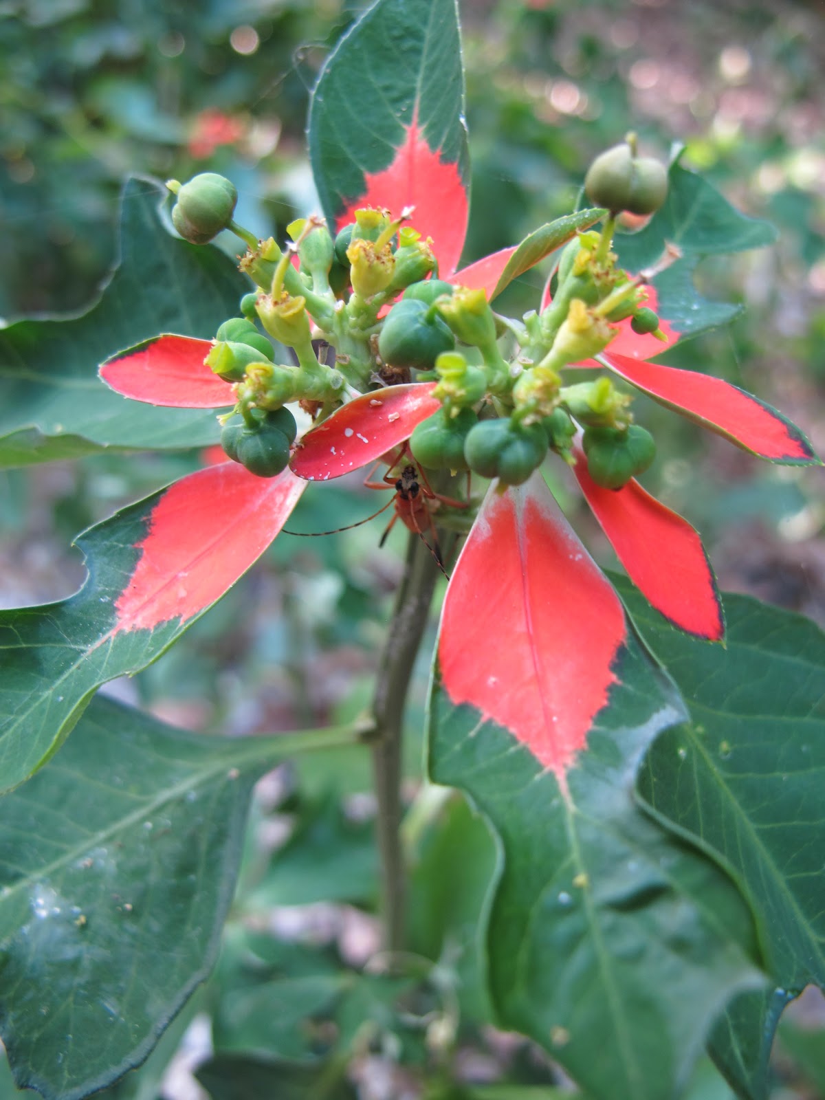  though I39;m not really sure, I think this plant is a wild poinsettia