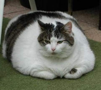Cute and Funny Pictures of Fat Cats