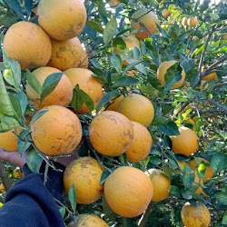 Jual Pohon Bibit Jeruk Keprok Cepat Buah Bandar Lampung