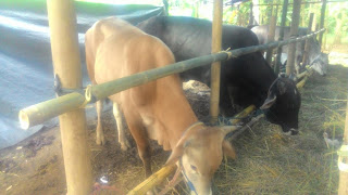 Alamat Tempat pedagang sapi qurban di tasikmalaya