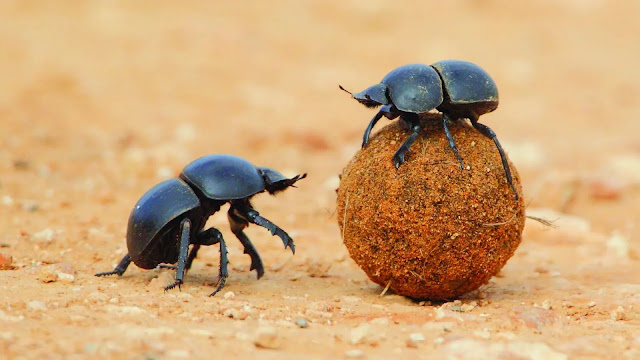 Dung Beetles