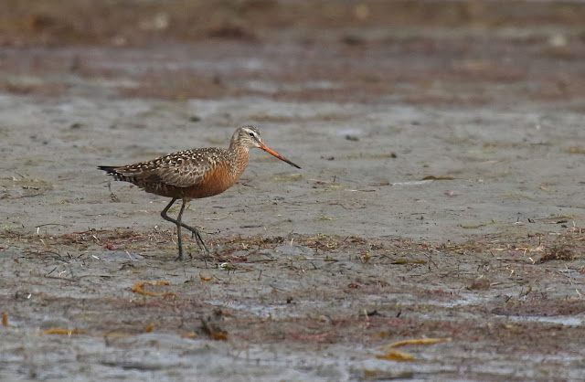 Hudsonian Godwit