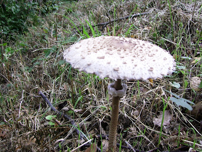 Seta en el bosque. Grupo Ultramar Acuarelistas