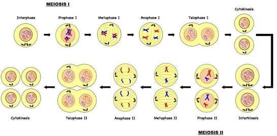 Pembelahan Mitosis dan  Meiosis Beserta Gambarnya Materi 