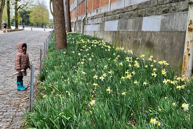 Where to see Daffodils in Brussels | Cinquantenaire Park