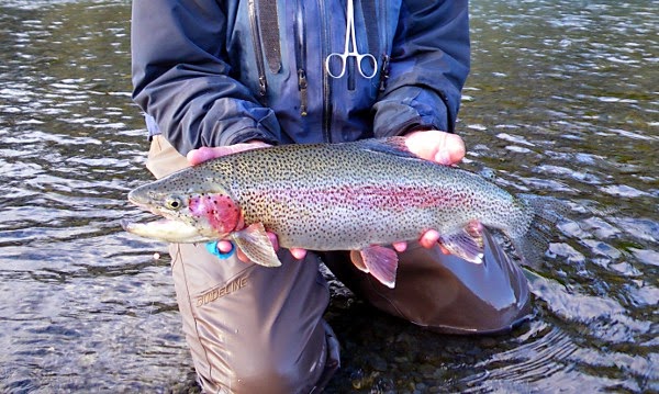 bowbead-2014-12-31-21-59.jpg