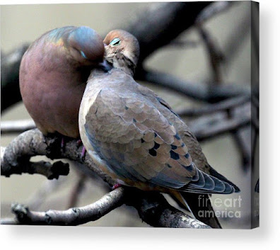 This is a screen shot of an acrylic print which I'm selling on Fine Art America. It features two very amorous Mourning doves. Info is @ https://fineartamerica.com/featured/cooing-mourning-doves-2-patricia-youngquist.html?product=acrylic-print