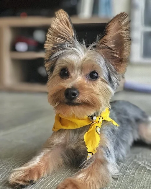 Yorkshire Terrier