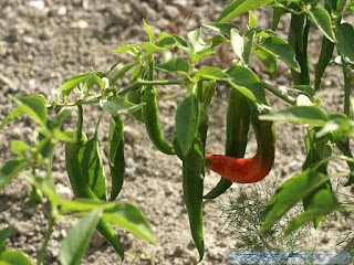 Capsicum sp.- Piment cultivé