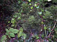 Светлана Алликас, ноябрь, Лондон, фото,Strawbery tree