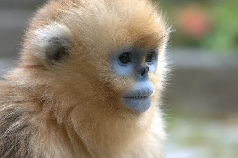 Juvenile golden snubnosed monkey