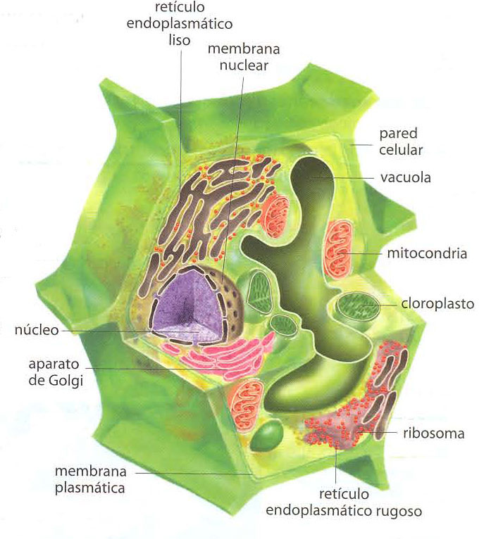 celula vegetal. celula vegetal