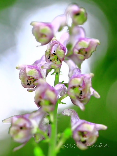 Aconitum fudjisanense