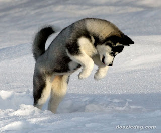 Siberian Husky Puppies on Siberian Husky Puppies