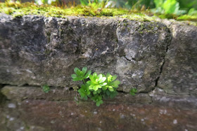 Green fresh leaves of sweet woodruff growing out of an old wall 
