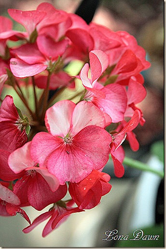 Geranium_RedICe2