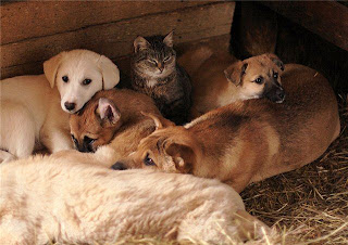 cães gatos cachorros estranho no ninho