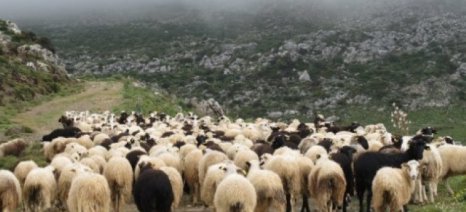 Πώς καταπολεμούνται οι ψύλλοι στα ζώα