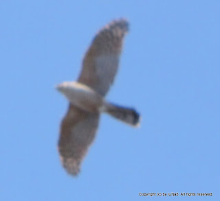 Sharp-shinned Hawk