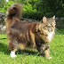 9 Ras Kucing Lucu Yang Ada Di Dunia