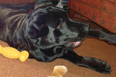 Picture of Al laying down with toys laying around him, he's got a playful face on... and looks very cute!