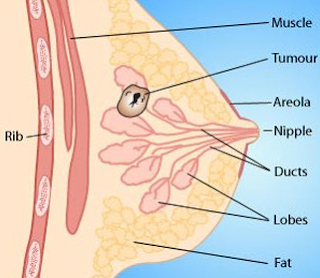Anatomy of Female Breast