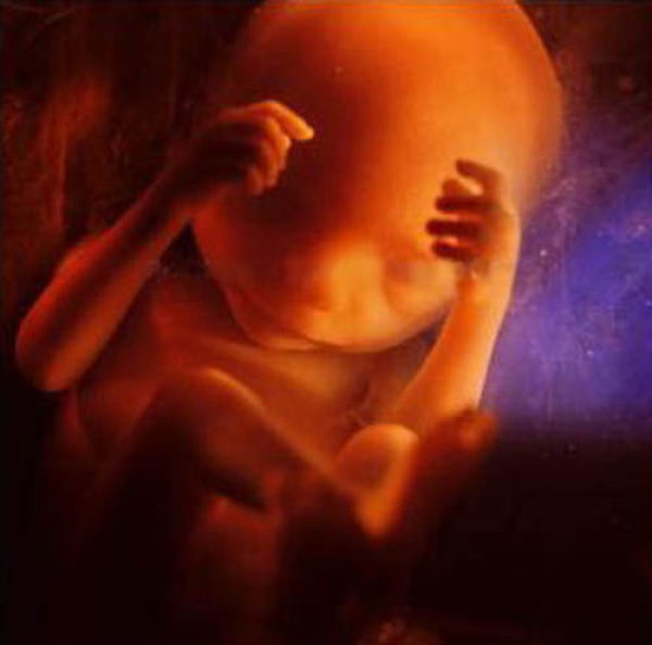  Gambar Pembentukan Bayi Dari Sperma dan Ovum
