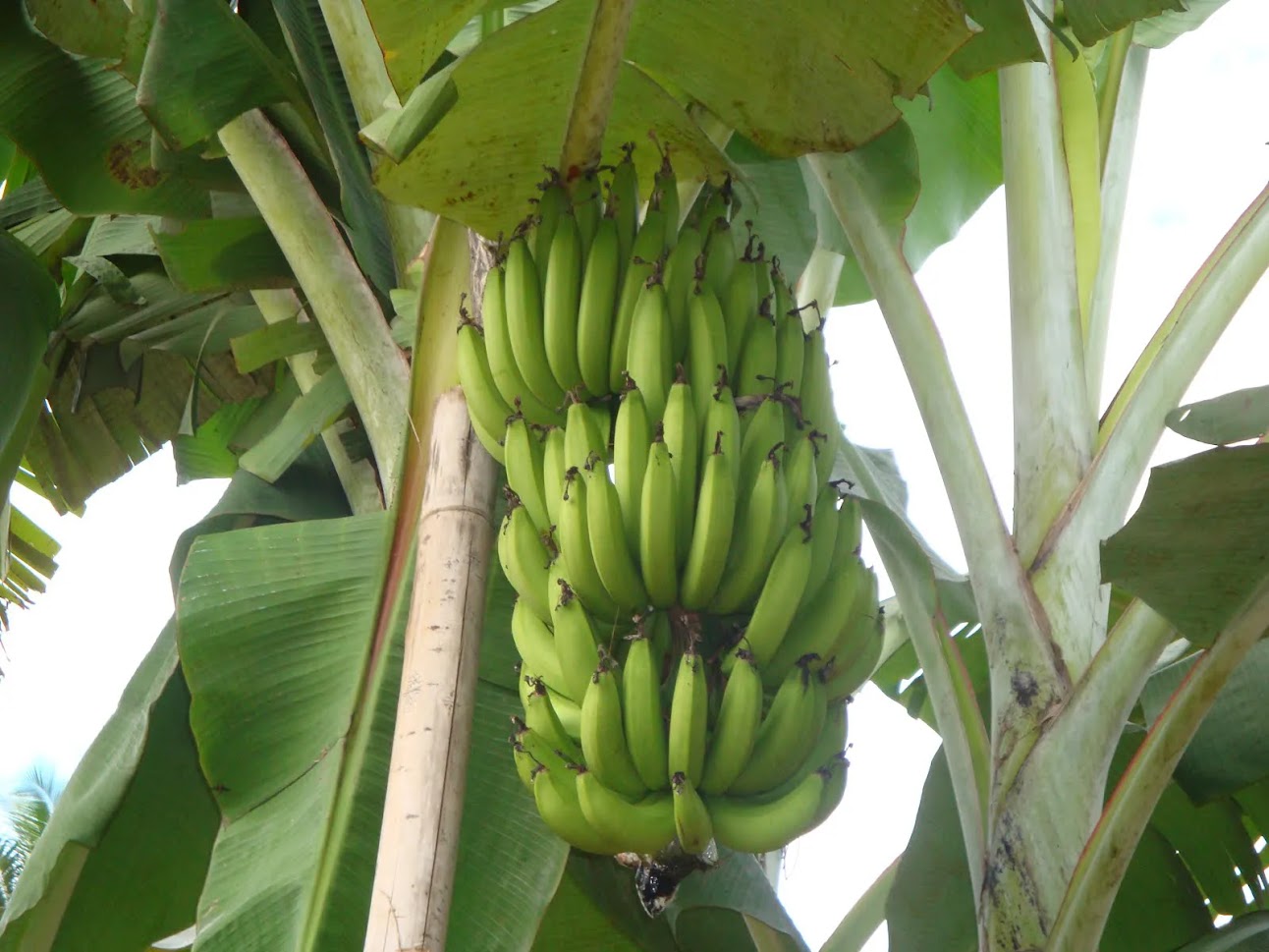 bibit pohon pisang rojo bulu mudah sekali cepat berbuahnya berkualitas super Papua Barat Daya