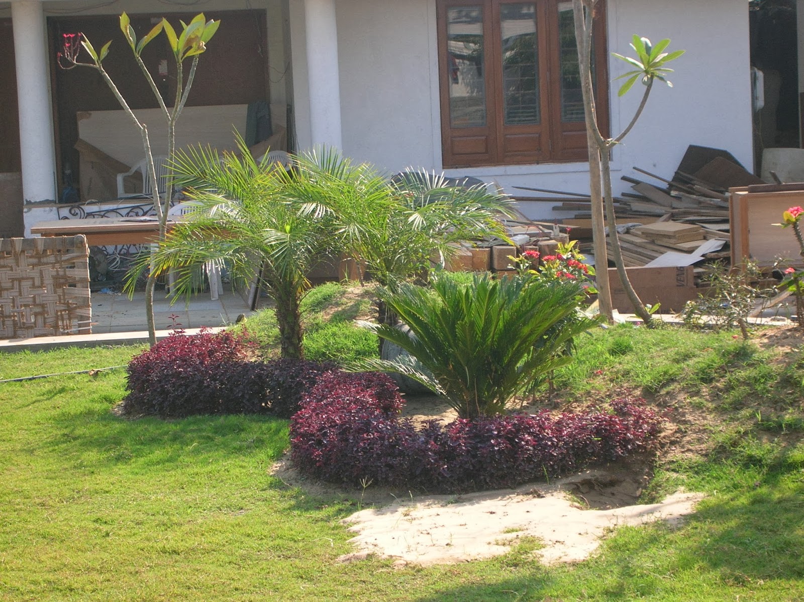 Bonsai Trees and Plants in Ahmedabad for Sale: garden design services