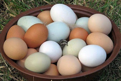 fertile eggs, 