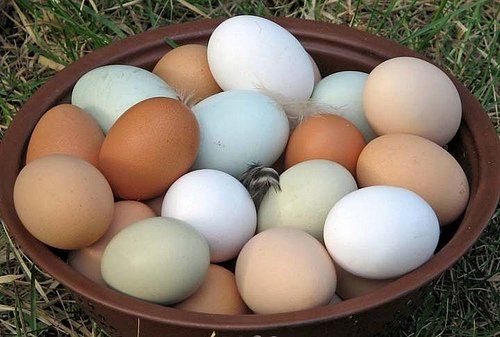  What Is Egg Pasture-Raised? 