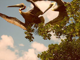 Pelicans, Everglades National Park