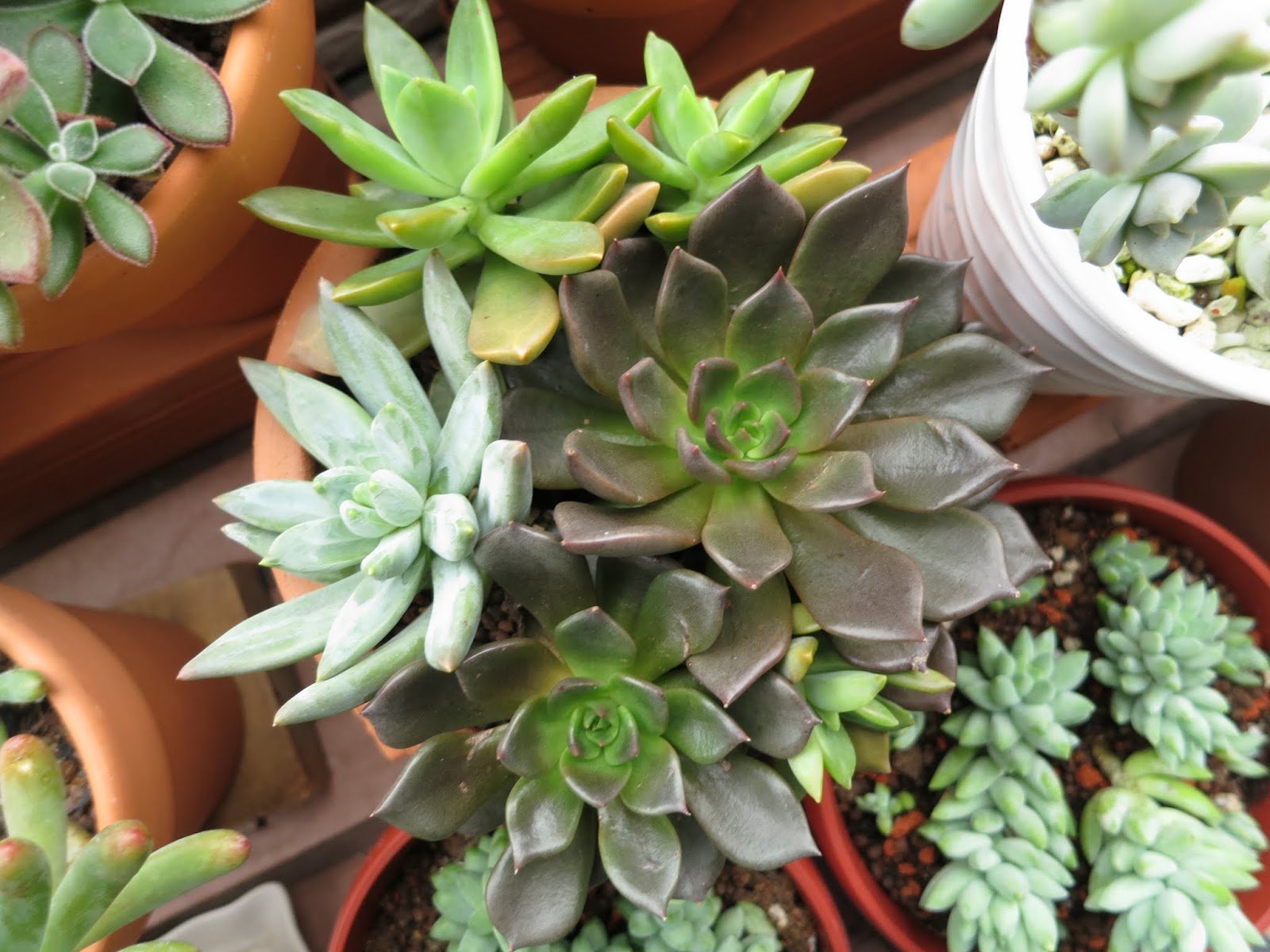 Succulents Lover 阿多肉 第一波寒流下的多肉表現