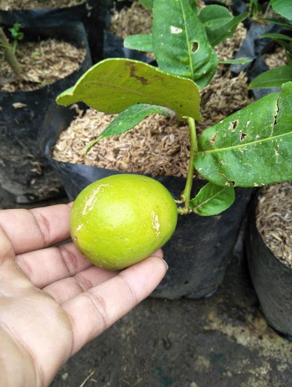 bibit lemon long bibit jeruk Sulawesi Selatan