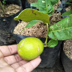Bibit Tanaman Buah Lemon Long Cepat Jawa Timur