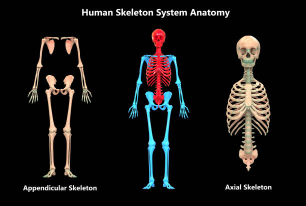 Bone and their types | BAMS 1st year anatomy Notes