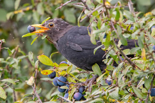 Blackbird DFBridgeman