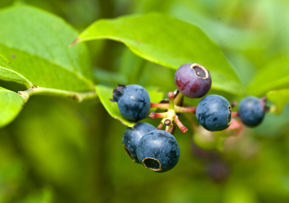 The 3 Foragers Foraging For Wild Natural Organic Food - 