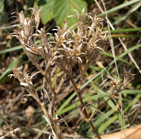 Seed heads of Deptford Pink, Dianthus armeria.  Farningham Wood, 2 October 2011.