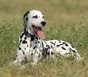 dalmatian-pictures