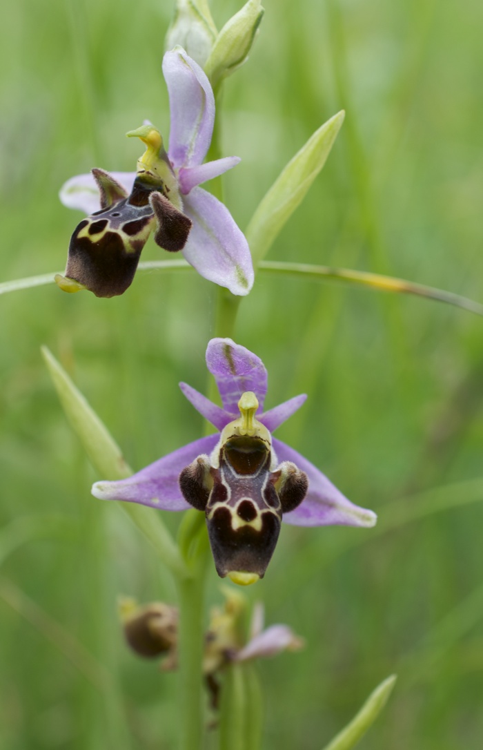 Ophrys bécasse