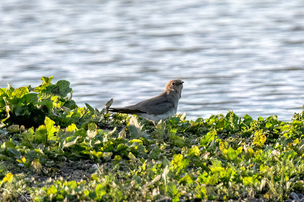 Collared pratincole