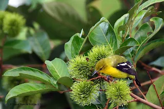 Common Iora