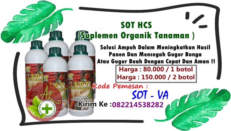 Obat Agar Pohon Mangga Cepat Berbuah