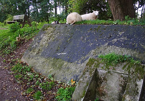 Hollandse Waterlinie - Rhijnauwen