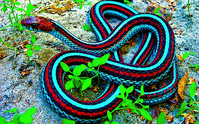 World-most-beautiful-snake, Poisonous-Non-poisonous-snakes