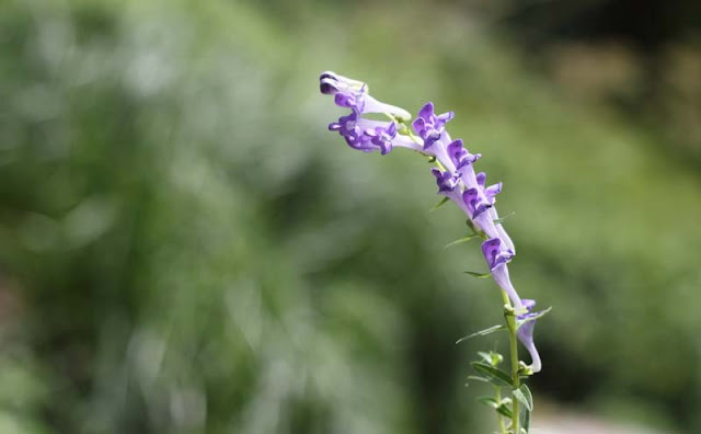 Baikal Skullcap Flowers Pictures