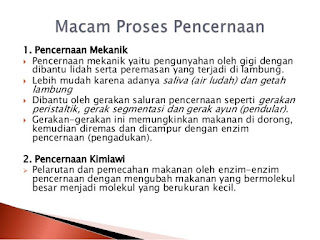 Proses Pencernaan Mekanik dan Pencernaan Kimiawi