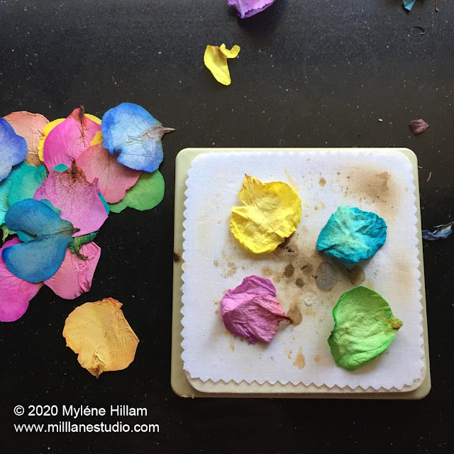 Pressed rainbow rose petals strewn on a black bench alongside a Microfleur flower press with 4 rainbow rose petals